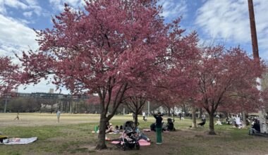 Where to see cherry blossoms this Spring in Brooklyn | Brooklyn Bridge Parents