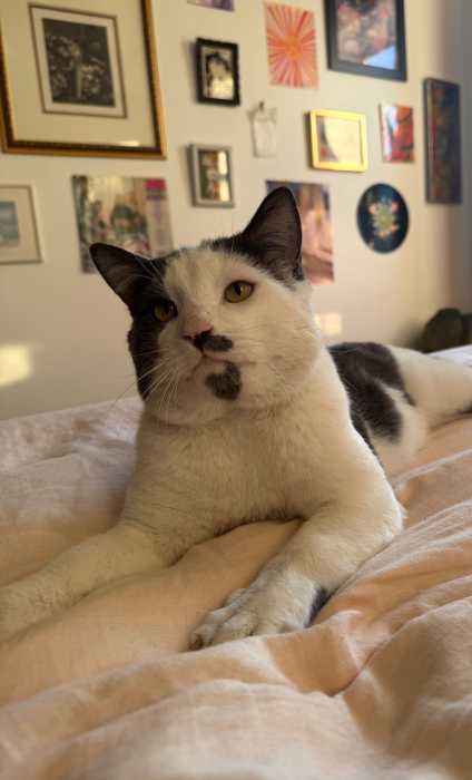 a lounging black and white cat