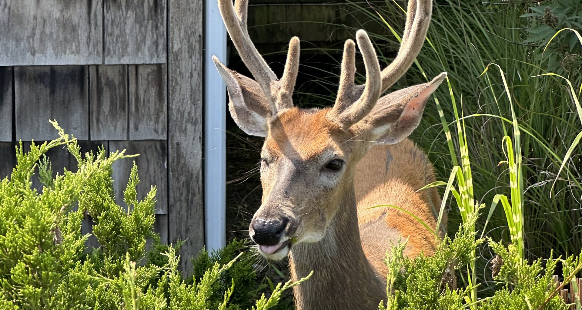 News 12 | Brooklyn | How To Find Deer Resistant Plants Keep Deer Out Of Your Garden For Good