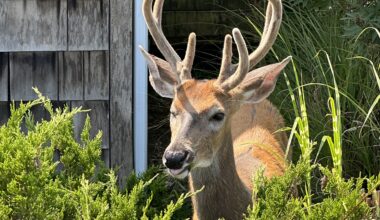 News 12 | Brooklyn | How To Find Deer Resistant Plants Keep Deer Out Of Your Garden For Good