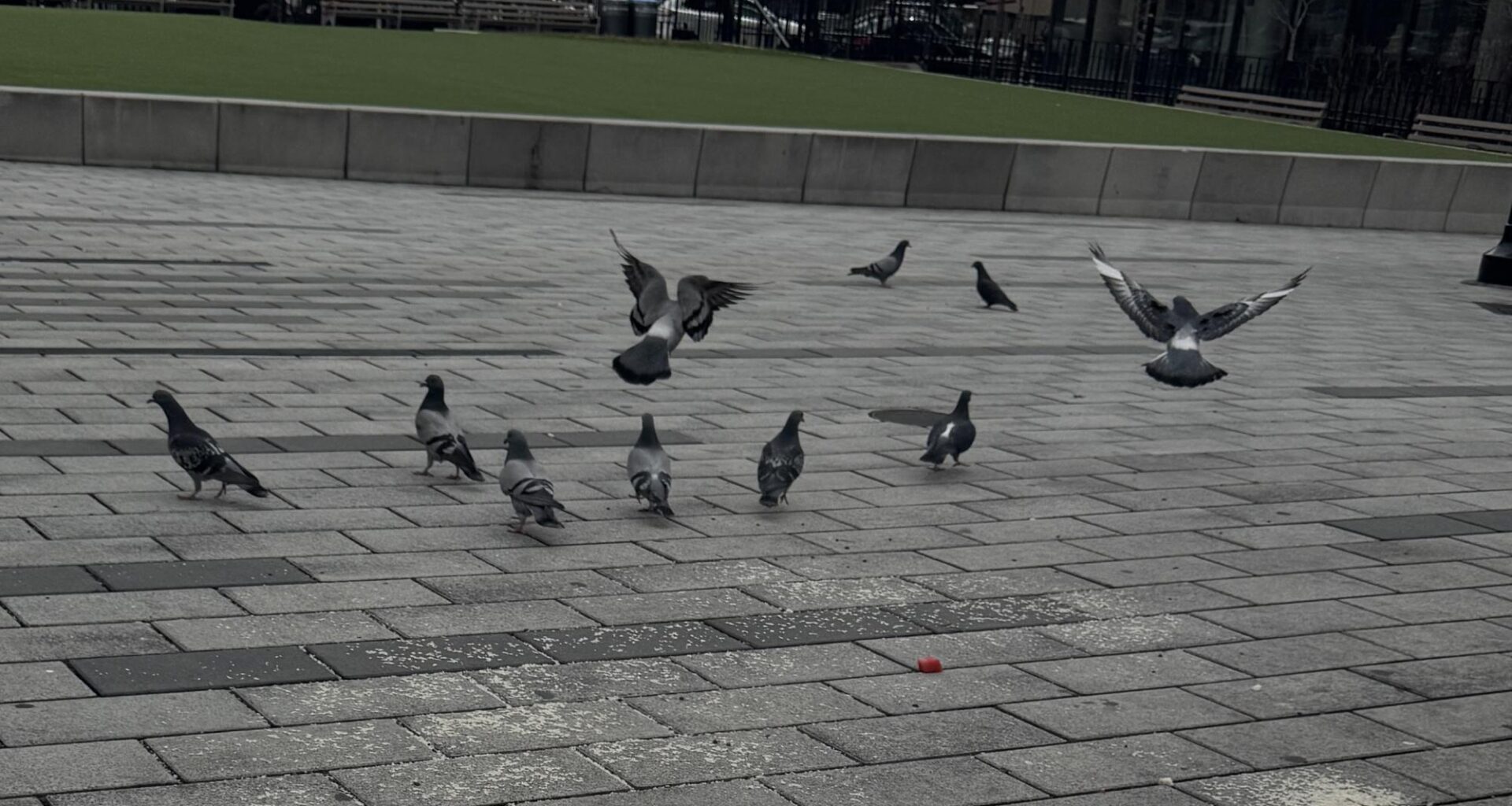 Buffalo Plates and Prose: Gnawing in New York