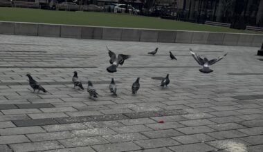 Buffalo Plates and Prose: Gnawing in New York