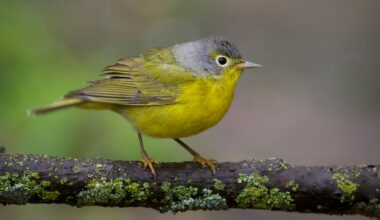 New York asks residents to turn off outdoor lights to save migrating birds