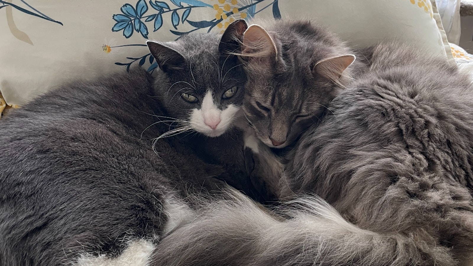 A couple moving from San Francisco to New York lost their cat 2 1/2 years ago near Cody, Wyoming. They lost all hope until they received a text from someone who caught the cat and noticed there was a number on its collar. They flew out the next day.