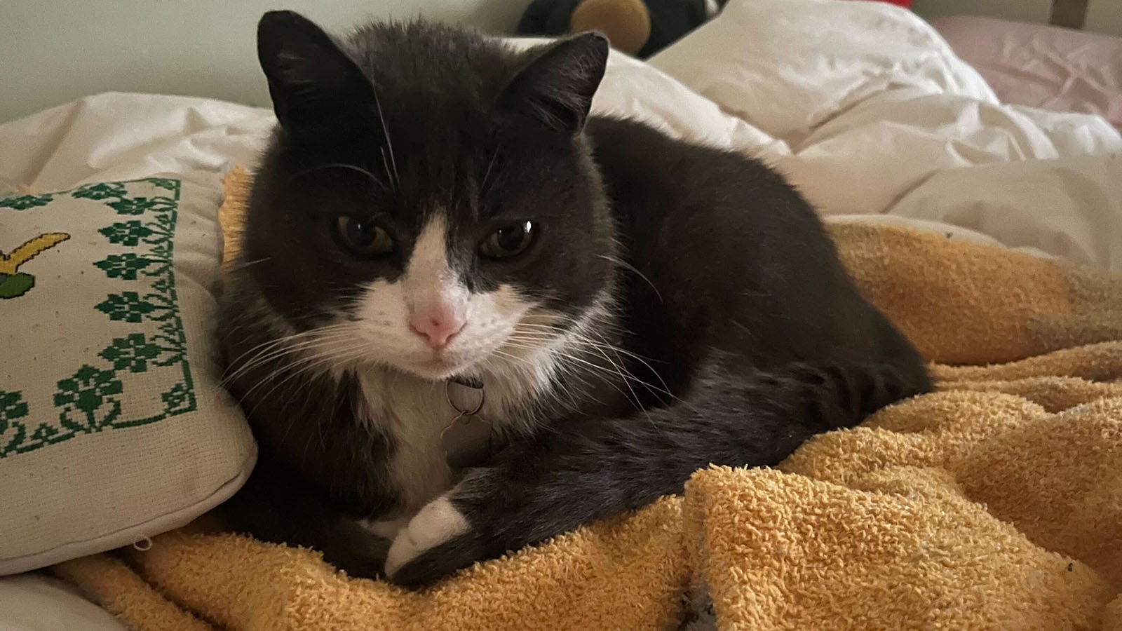 A couple moving from San Francisco to New York lost their cat 2 1/2 years ago near Cody, Wyoming. They lost all hope until they received a text from someone who caught the cat and noticed there was a number on its collar. They flew out the next day.