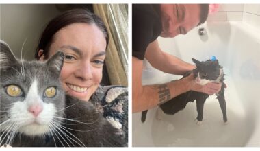 Cowboy State Daily logo