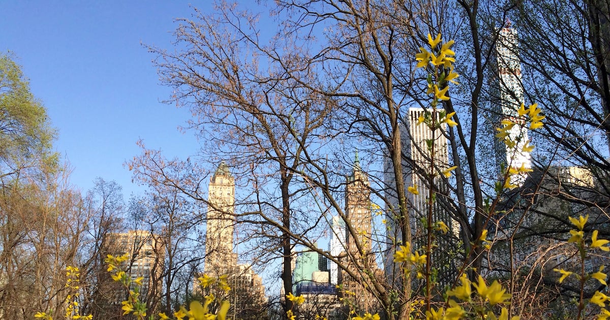 New York is getting warmer. How that affects allergy season.