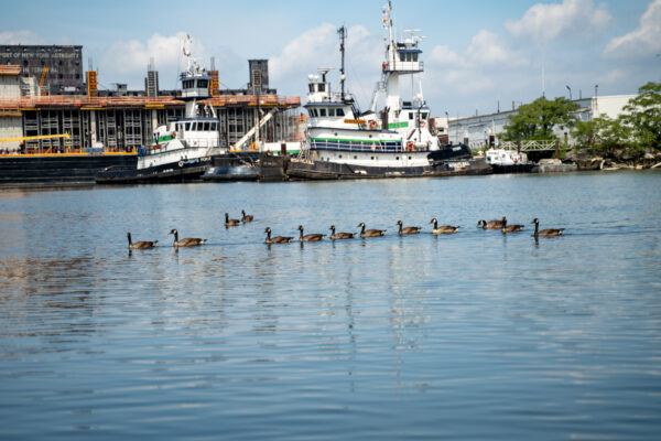 Ducks float by tug boats in the Gowanus Canal. Photo: Nicole Vergalla/The Gowanus Dredgers