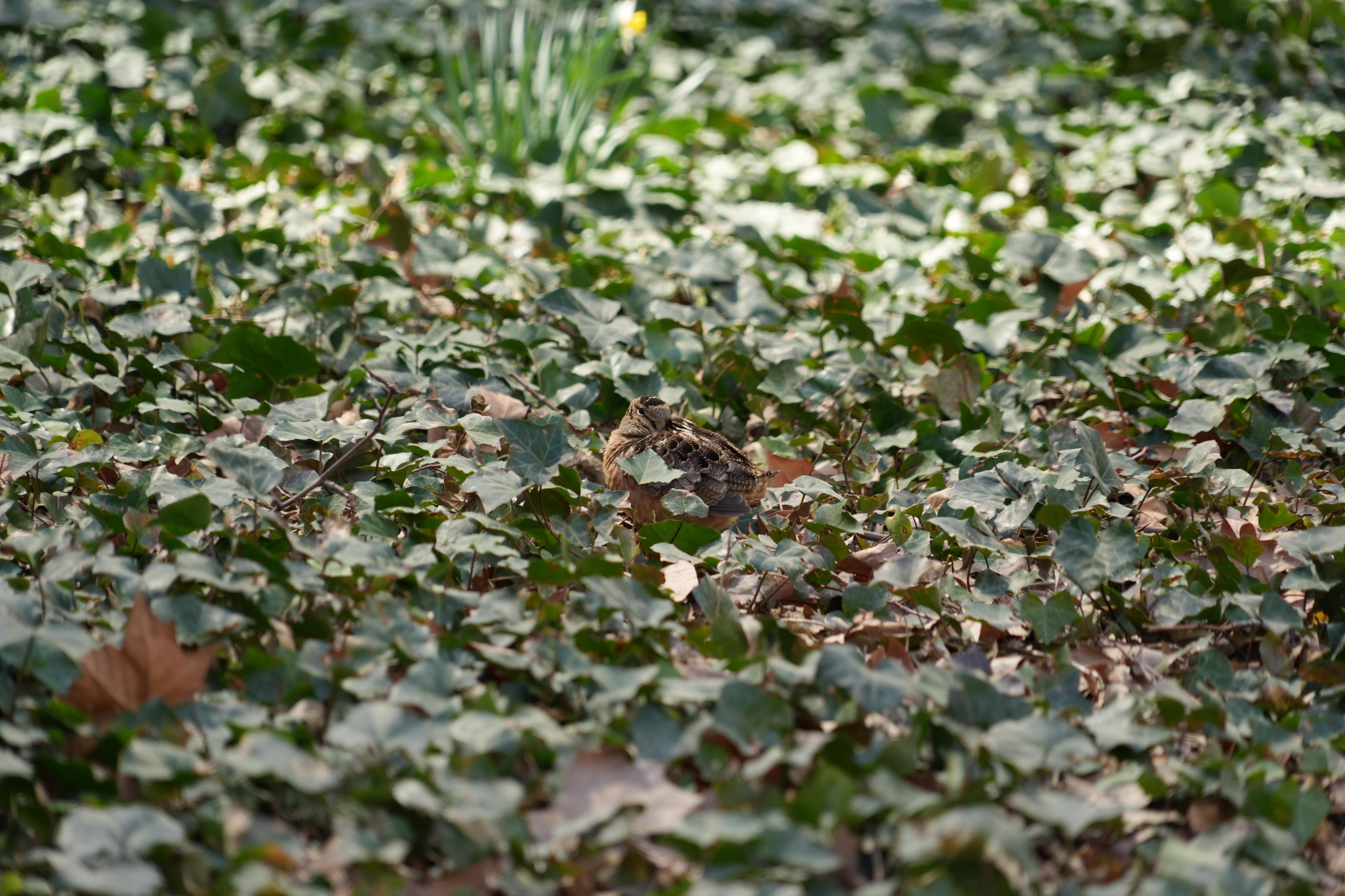 An American woodcock rests in a bed of ivy as...