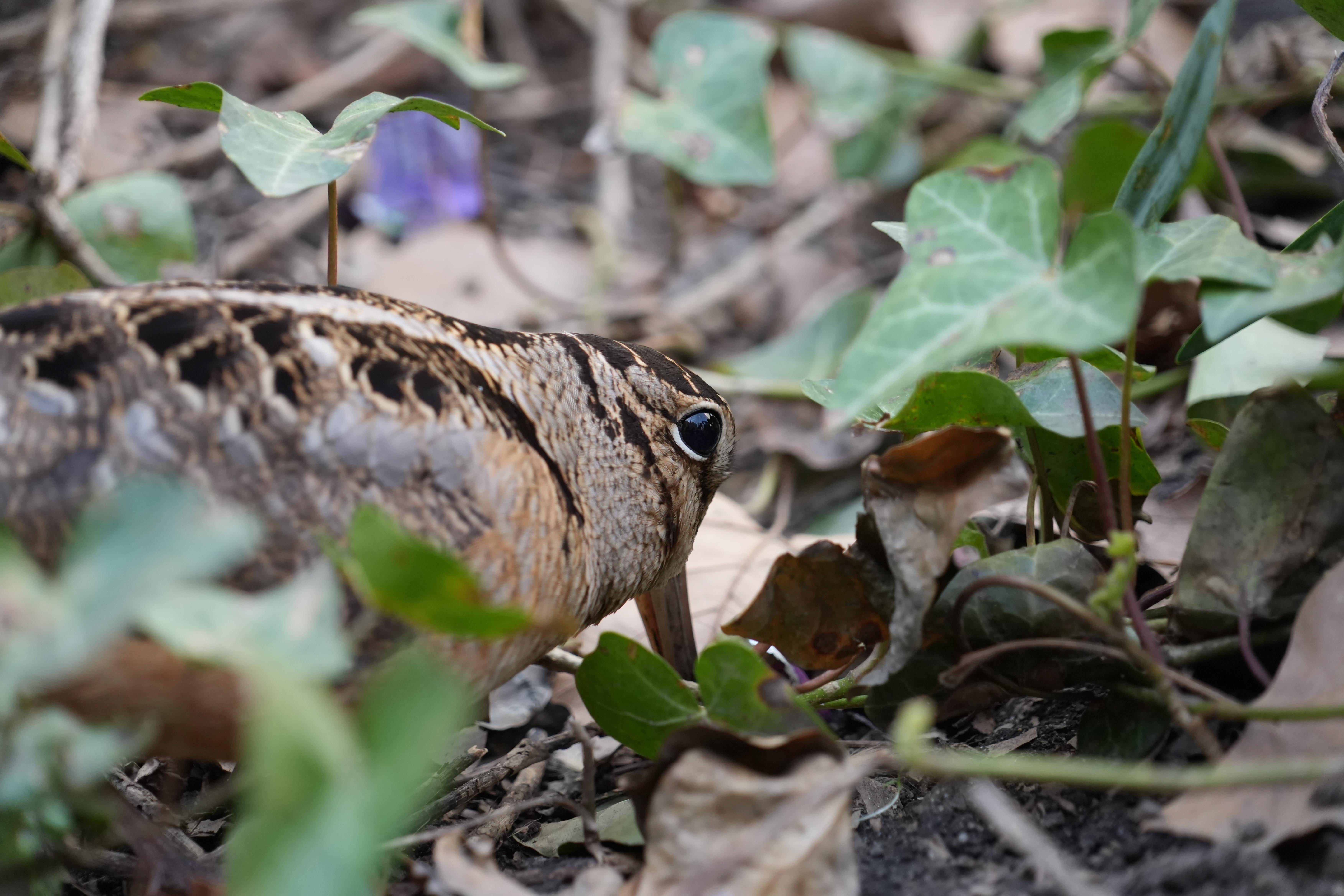 An American woodcock forages as it pauses along its spring...