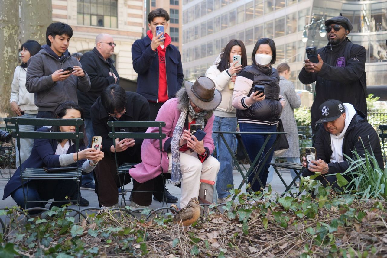 New Yorkers flock to Manhattan park for lovable woodcocks' bobbing strut