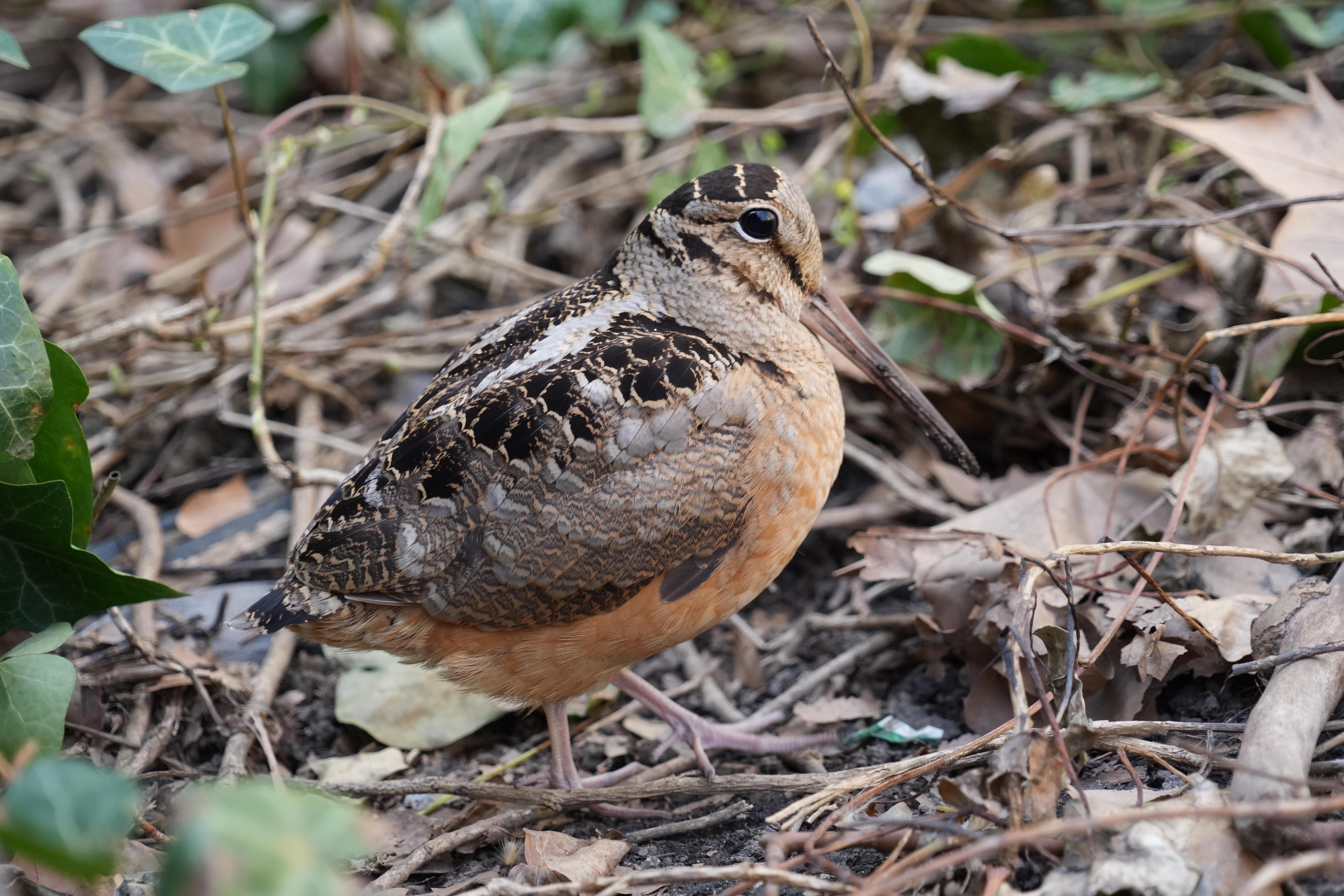 An American woodcock forages as it pauses along its spring...