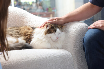Free Therapy Cats Are Coming to NYC for Finals Week