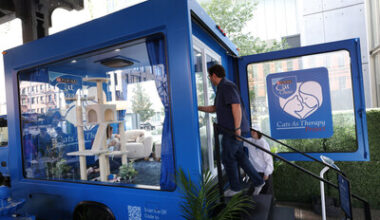 Therapy Cats Pop-Up Near NYU – New York Family