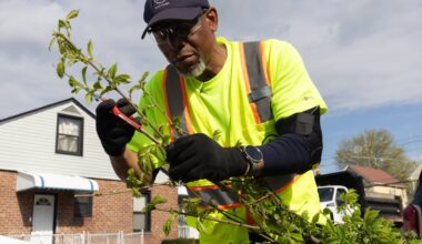 NYC aims to expand tree canopy to shade 30% of city by 2040
