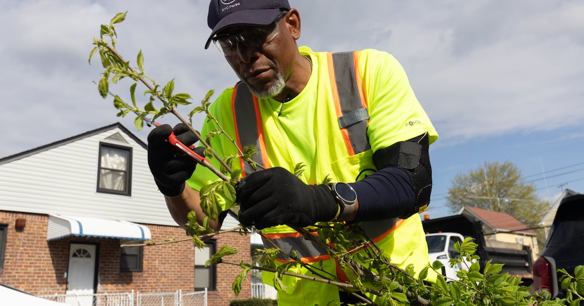 NYC aims to expand tree canopy to shade 30% of city by 2040