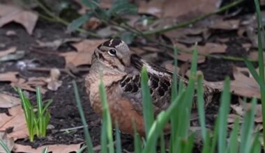 Bryant Park’s dancing American woodcock – NBC New York