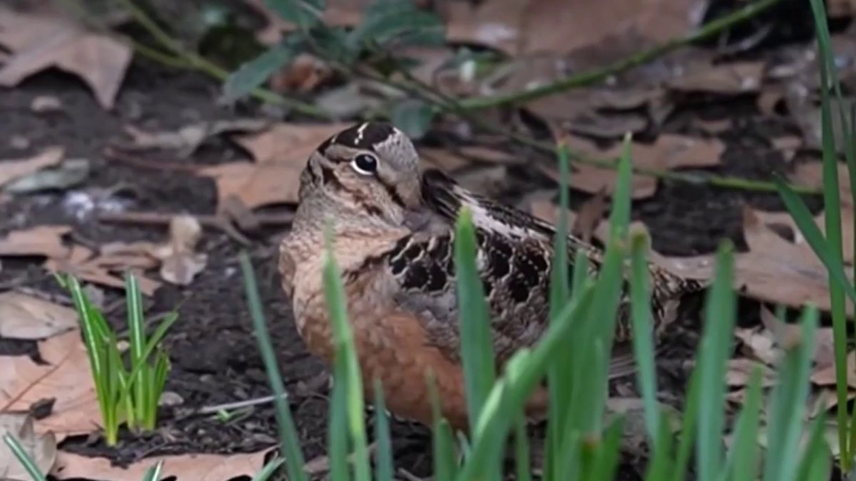 Bryant Park’s dancing American woodcock – NBC New York