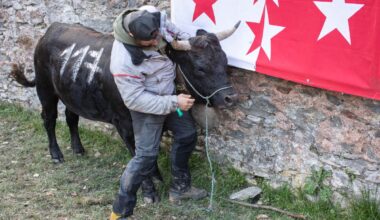 Where cows compete to become queens