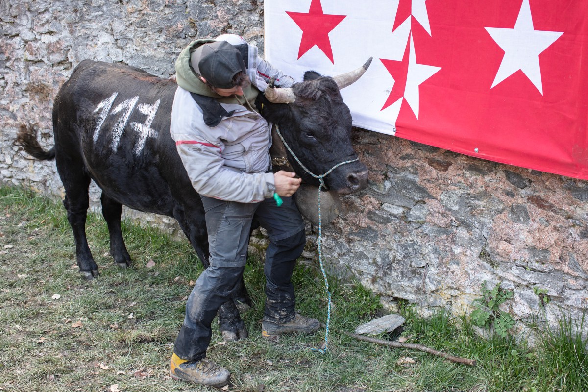 Where cows compete to become queens