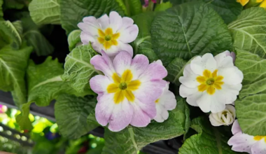 News 12 | Brooklyn | Top 5 Plants for Easter & Passover (and How to Keep Them Alive)