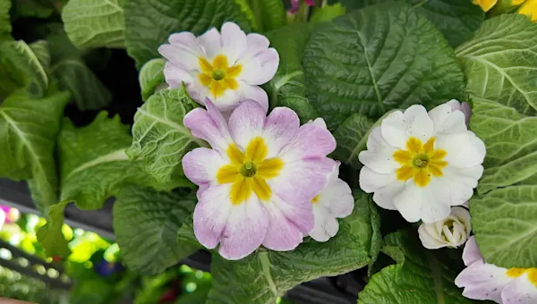 News 12 | Brooklyn | Top 5 Plants for Easter & Passover (and How to Keep Them Alive)