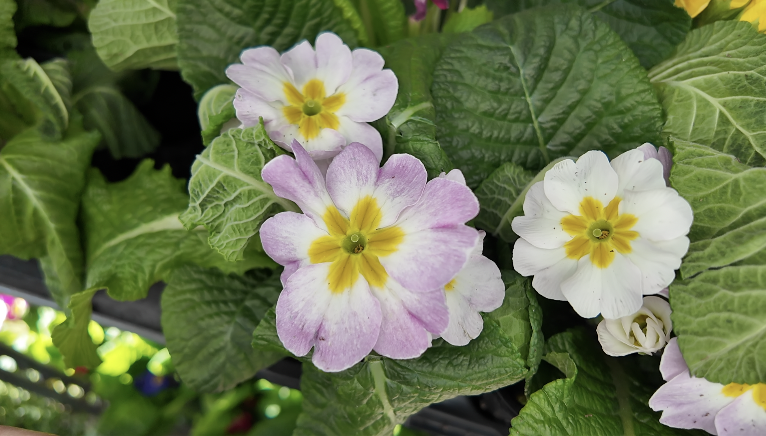 Screenshot 2026-03-25 at 8.40.20 PM.png