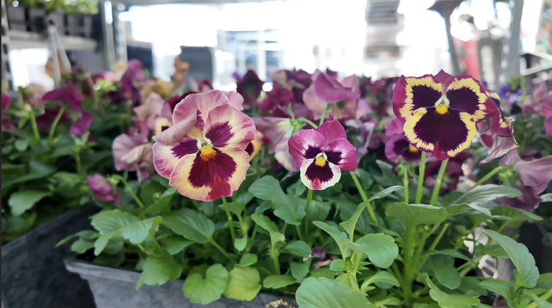 Screenshot 2026-03-25 at 8.40.43 PM.png