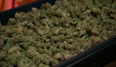 State cannabis revenue slow to return to communities