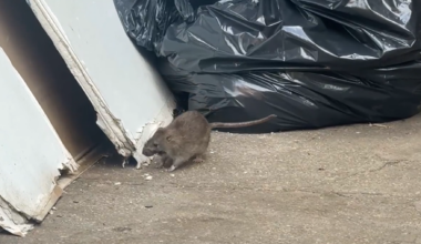 News 12 | Bronx | Frustrations Peak Over Rats The Size Of Cats In The Bronx