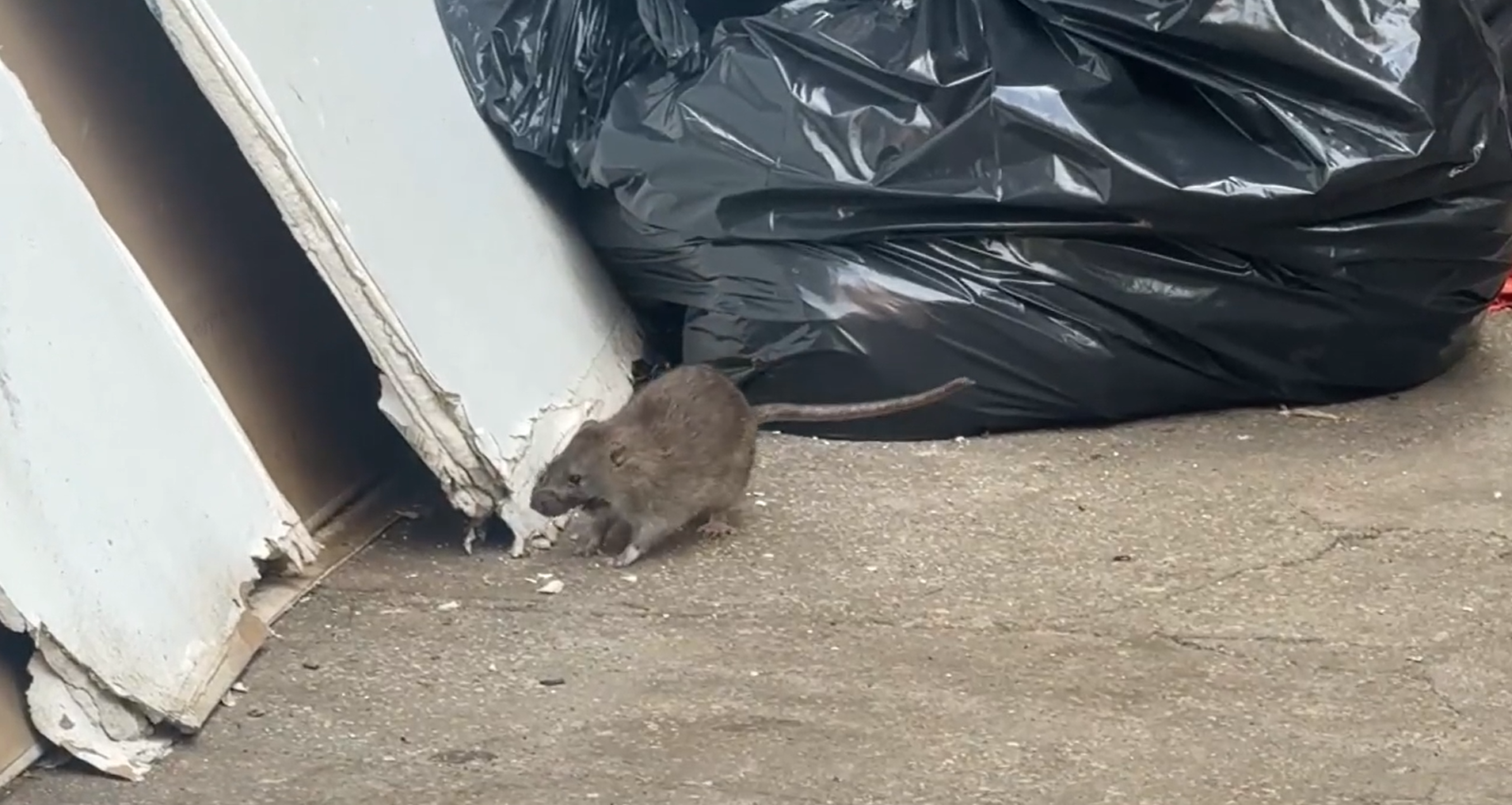 News 12 | Bronx | Frustrations Peak Over Rats The Size Of Cats In The Bronx