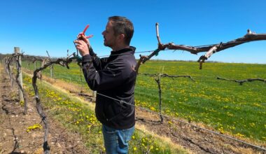 New York state winemakers respond to cold snap
