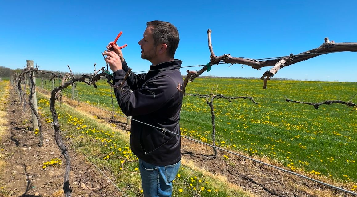 New York state winemakers respond to cold snap
