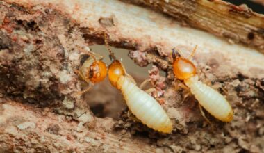Understanding The Evolution That Led Termite Kings And Queens To Become Strictly Monogamous » TwistedSifter