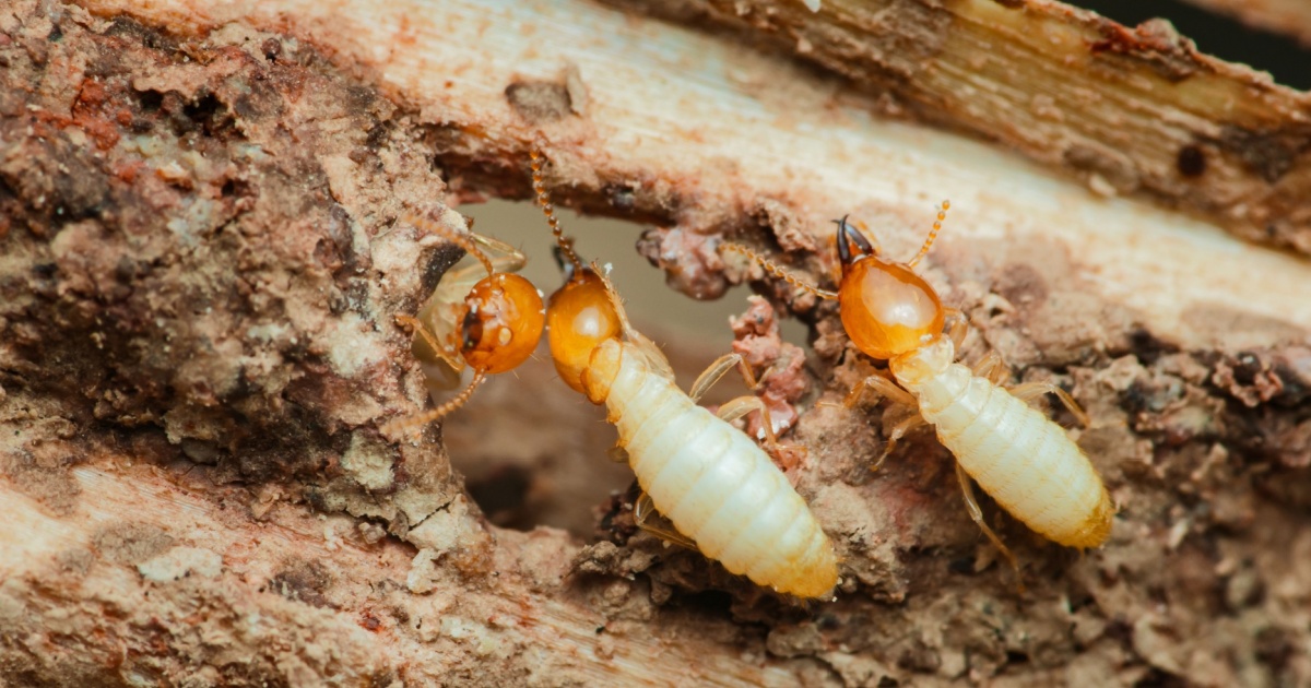 Understanding The Evolution That Led Termite Kings And Queens To Become Strictly Monogamous » TwistedSifter