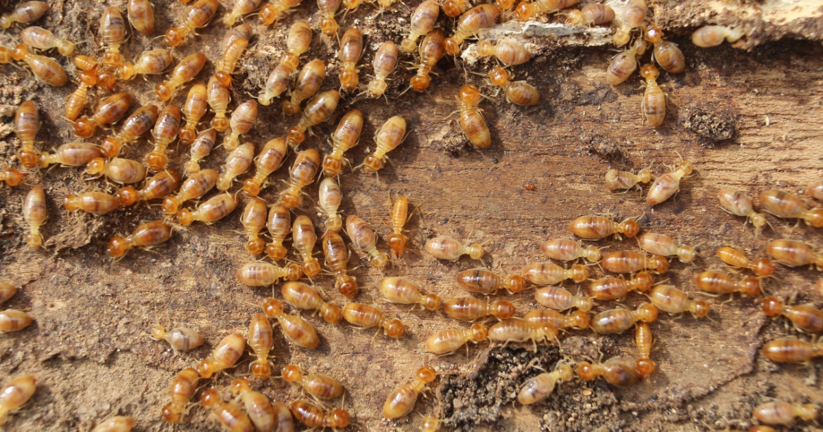 Termites 2 Understanding The Evolution That Led Termite Kings And Queens To Become Strictly Monogamous
