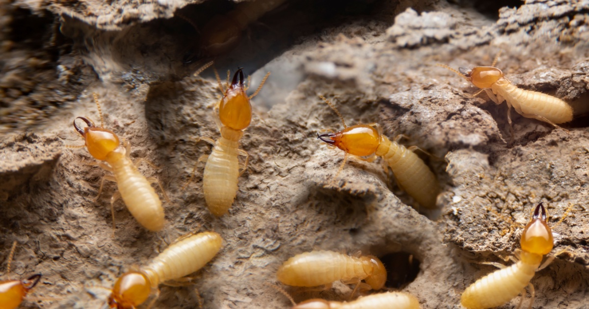 Termites Understanding The Evolution That Led Termite Kings And Queens To Become Strictly Monogamous