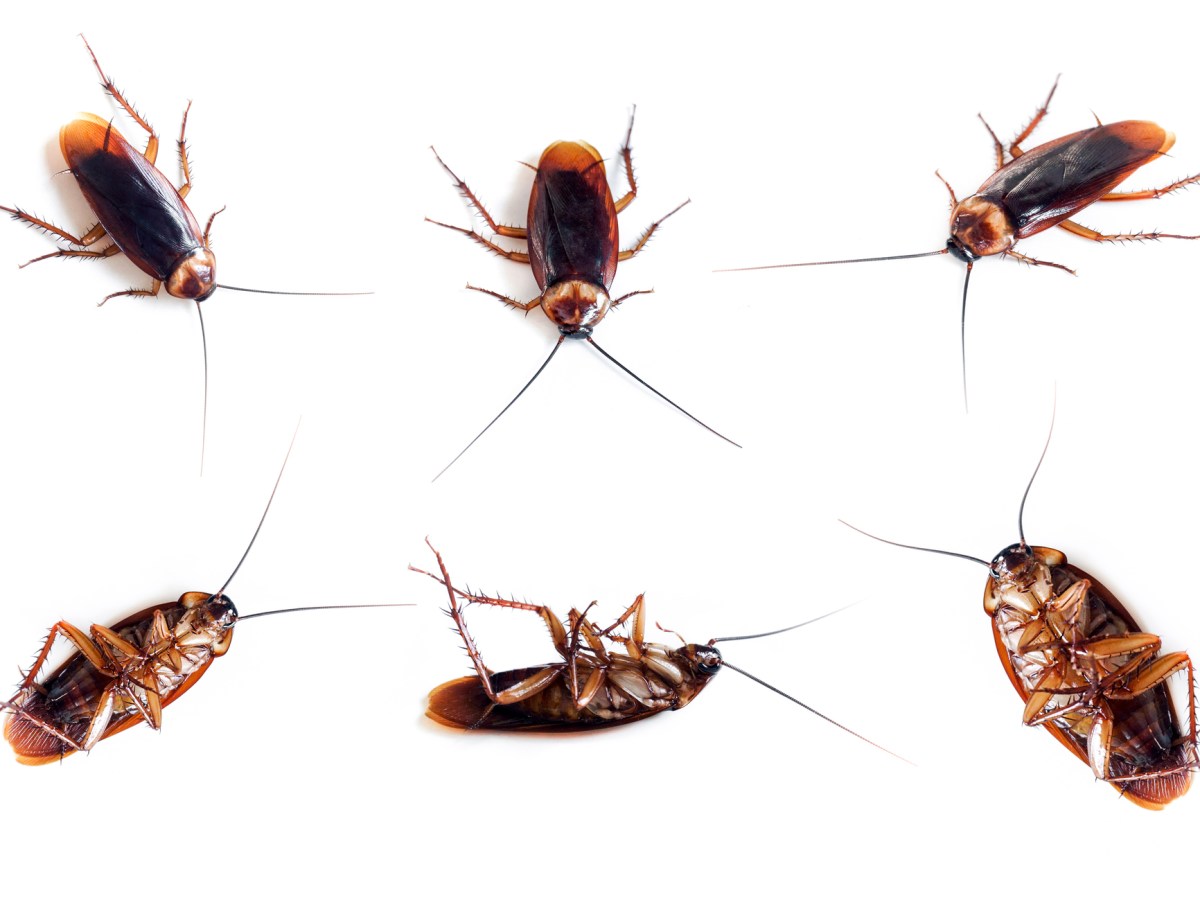 The Private Credit Cartels