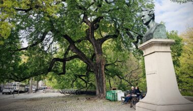 What Upper West Side Trees Put Up With