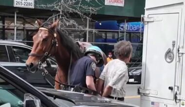 NYPD officer on horseback chases down attempted purse snatcher – NBC New York