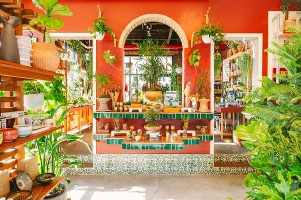An orange wall and shelves in a plant shop.