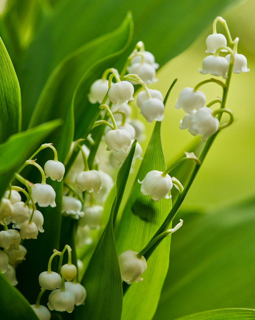 cluster of white lily of the valley flowers amidst green leaves