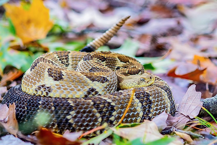 Timber rattlesnake.