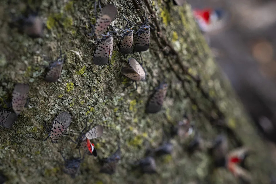 An infestation of spotted lanternflies in an adjacent wooded area at an offsite vineyard operated by Fabbioli Cellars.