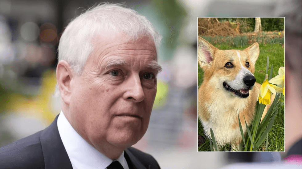 Andrew Mountbatten-Windsor, Queen's corgi