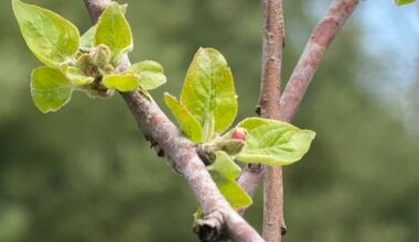 Protecting apple orchards from the cold