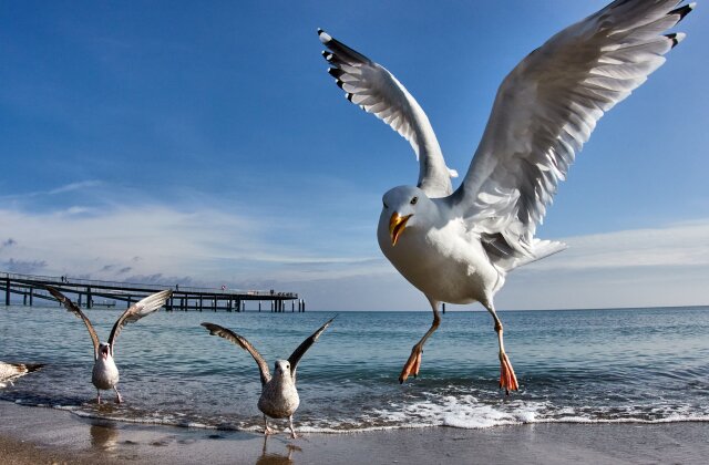 Seagulls are pictured at the Baltic Sea beach in Timmendorfer Strand, Germany, on a sunny Sunday, April 12, 2026. (AP Photo/Michael Probst)