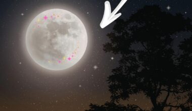 Here’s When You Can See The Flower Moon In New York State
