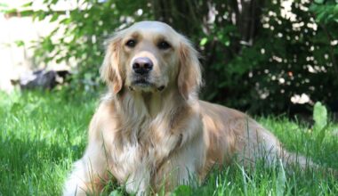 Can Toads in New York State Poison Your Dog?