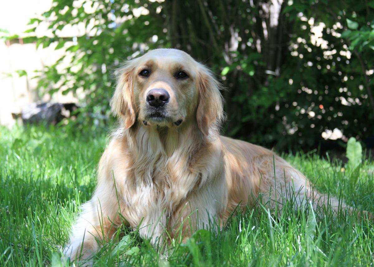 Can Toads in New York State Poison Your Dog?